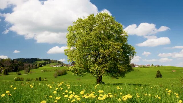 Zeitraffer von Cumulus Sch&ouml;nwetterwolken hinter einer Buche als Einzelbaum im Fr&uuml;hling