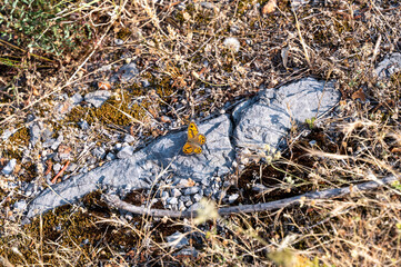 A butterfly sits on grey stones in nature