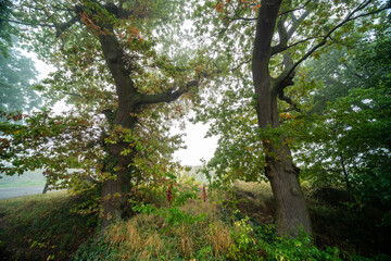 Verträumte Herbststimmung an der Triefenbachanlage in Edenkoben mit Nebel, Lichtspiel und Weinbergen