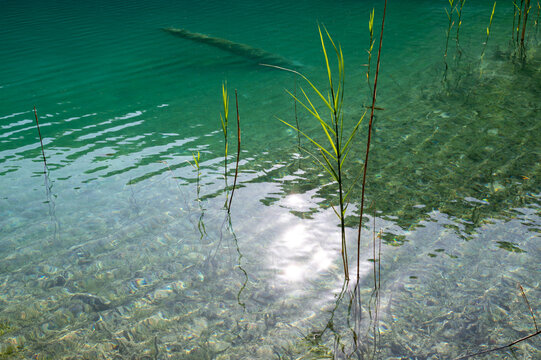 Reeds in the water of a lake