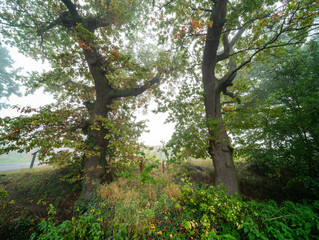 Verträumte Herbststimmung an der Triefenbachanlage in Edenkoben mit Nebel, Lichtspiel und Weinbergen