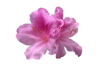 Obraz premium Close-up of a vibrant pink azalea flower against a white background. 