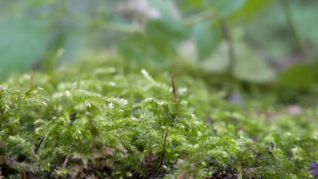 Club spikemoss (selaginella selaginoides) green plant, macro static shot