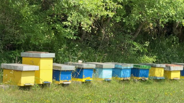Row of wooden beehives in a grassy apiary with active honey bees gathering nectar.