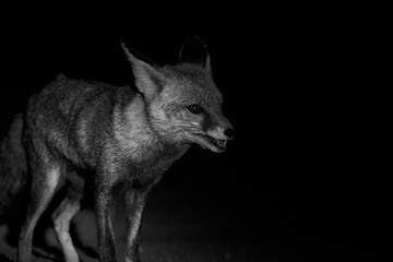 Fototapeta premium Desert Fox Eating Leftover Food Near Salt Collectors’ Hut at Rann of Kutch