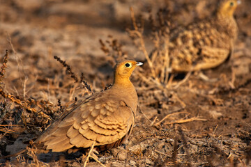 Chestnut-bellied Sandgrouse foraging on arid ground at Little Rann of Kutch