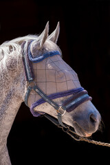 White Horse Wearing Protective Fly Mask and Halter. The mesh mask shields the eyes and face from insects, ensuring comfort and safety in a stable or paddock.