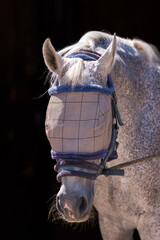 White Horse Wearing Protective Fly Mask. The mesh mask shields the eyes and face from insects, ensuring comfort and safety in a stable or paddock.