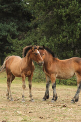 Fototapeta premium Potros salvajes en la naturaleza