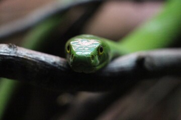 Serpiente en terrario 