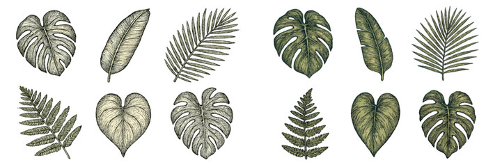 Exotic tropical leaves botanical elements in vintage hand drawn style with detailed textures and natural foliage