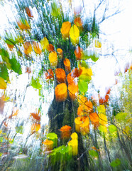 Beech trees (Fagus sylvatica) in the autumn landscape of Ucieda Forest in the Cabu&eacute;rniga Valley. Ruente Municipality. Saja-Nansa Region. Cantabria. Spain. Europe.