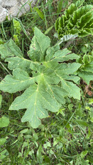 Fototapeta premium Giant Hogweed Bear's Claw Giant Hogweed Heraclea Hercules herb