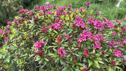 Alpine rose rhododendron plant blooms pink in summer
