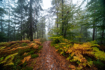 Herbstliche Nebelstimmung im Pfälzerwald entlang der Südlichen Weinstraße