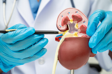 Chronic kidney disease, doctor with model for treatment urinary system, urology, Estimated...