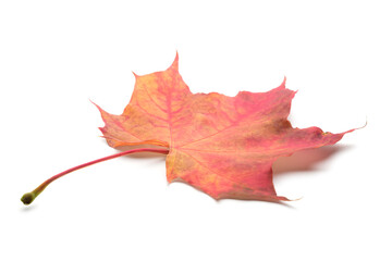 Red maple leaf isolated on white background as autumn banner template page design element, 3D perspective. There is an outline for highlighting without shadow