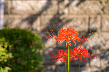 赤い彼岸花のアップ
