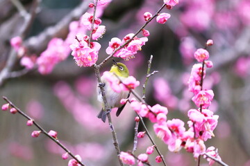 満開の梅の花とメジロ
