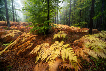 Herbstliche Wanderwege im Pfälzerwald bei Edenkoben mit Nebel, Moos und Farn in mystischer...