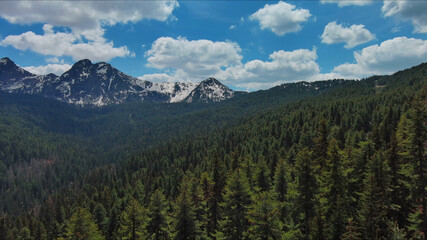 Rocky mountains in snow and green fir forest