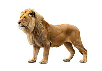 Obraz premium Majestic Lion: A Powerful Symbol of Strength and Wild Nature