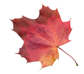Leaf with red stem and veins. leaf is on white background.  leaf is in  fall seasonAutumn maple red leaf isolated on white background as fall design element of banner template page, top view