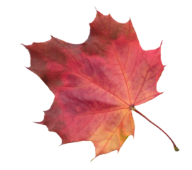Leaf with red stem and veins. leaf is on white background.  leaf is in  fall seasonAutumn maple red leaf isolated on white background as fall design element of banner template page, top view