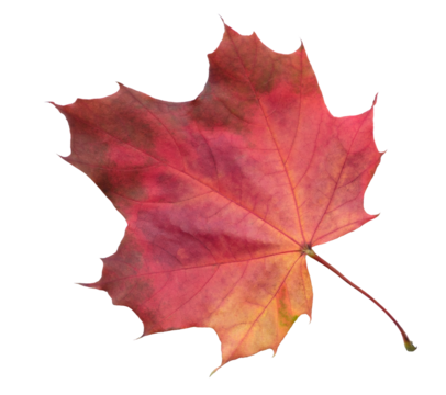 Leaf with red stem and veins. leaf is on white background.  leaf is in  fall seasonAutumn maple red leaf isolated on white background as fall design element of banner template page, top view
