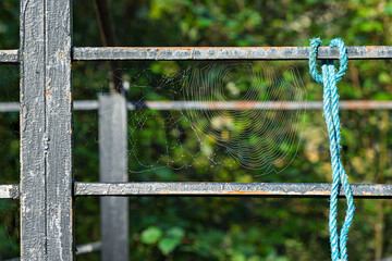 A delicate spider web captures sunlight, showcasing its intricate design on a rustic fence beside lush greenery.