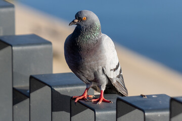 pigeon on a fence