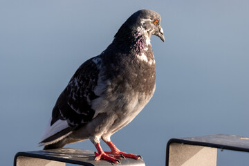 pigeon on a fence