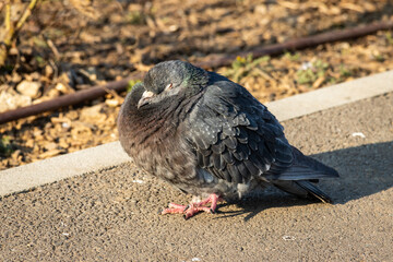 pigeon on the ground