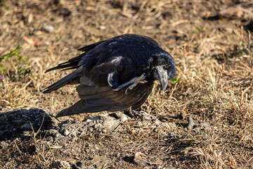 Close up photo of  a crow