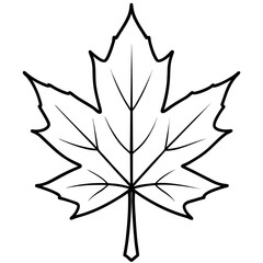 Maple leaf vector line art on white background