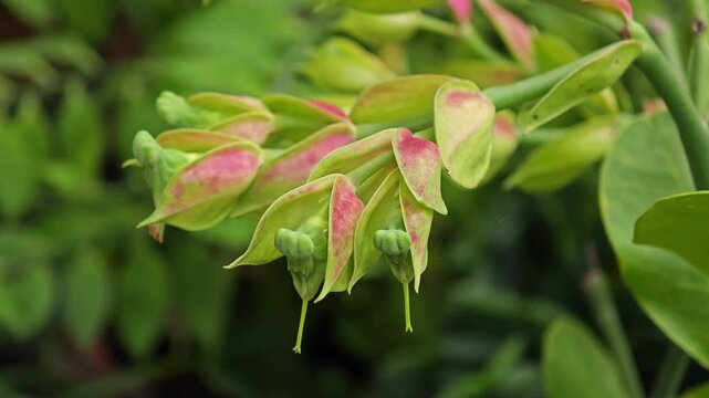 Slipper plant or Candelilla or Euphorbia bracteata.