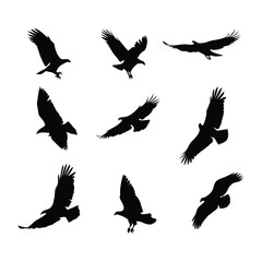 Fototapeta premium Silhouettes of Eagles and Vultures in Flight and Landing Poses