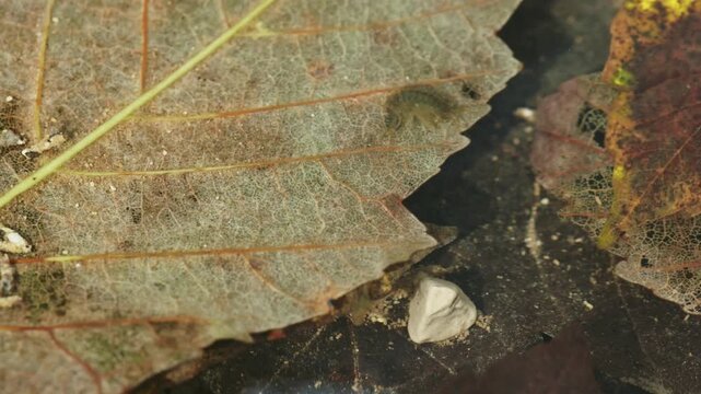 freshwater amphipod and caddisfly larvae in clear water with submerged foliage