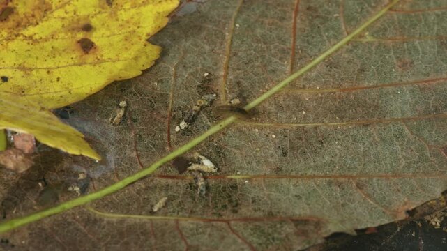 freshwater amphipod and caddisfly larvae in clear water with submerged foliage