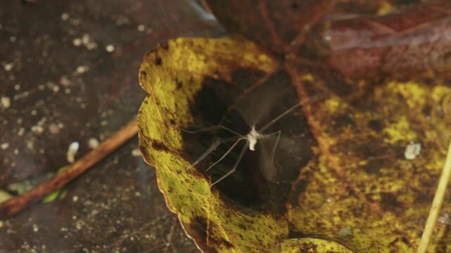cranefly on autumn leaf in clear water