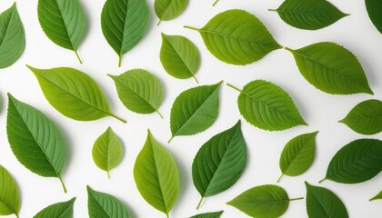 Lush Green Leaves Pattern on White Background
