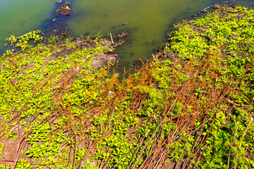 Tropical pond lake river overgrown with water lily plants Thailand.