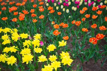 黄色とオレンジのチューリップ畑