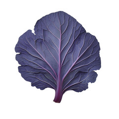 Purple cabbage leaf with visible veins and crisp texture evoking freshness and natural beauty