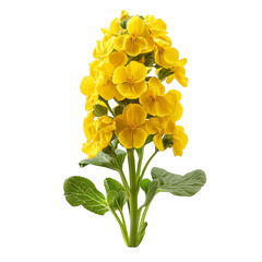 Yellow wallflower cluster with green leaves, bright spring bloom, vibrant cheerful petals, botanical closeup