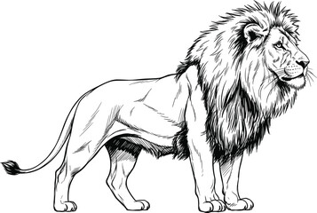 Black and white line art of standing lion with detailed mane, strong posture, sketch-style vector illustration for wildlife and tattoo design © Arman World