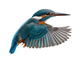 Dynamic kingfisher bird in flight nature scene wildlife bright colors isolated on transparent background, png