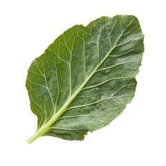 Fresh green collard leaf with visible veins and texture, healthy vegetable closeup with dewy surface