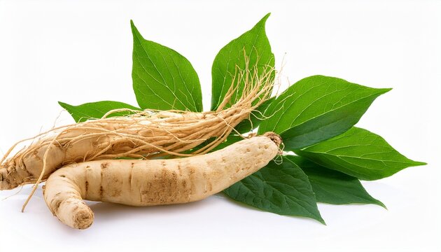 Ginseng And Eleutherococcus Trifoliatus Leaf On Tranparent Background