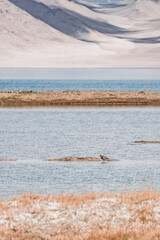 The redshank bird Tringa totanus stands in the highland lake Karakol in the water, a brown bird with a long beak against the backdrop of water and mountains